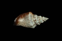 藏品(黑嘴鳳凰螺)的圖片